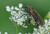 Empis sp.